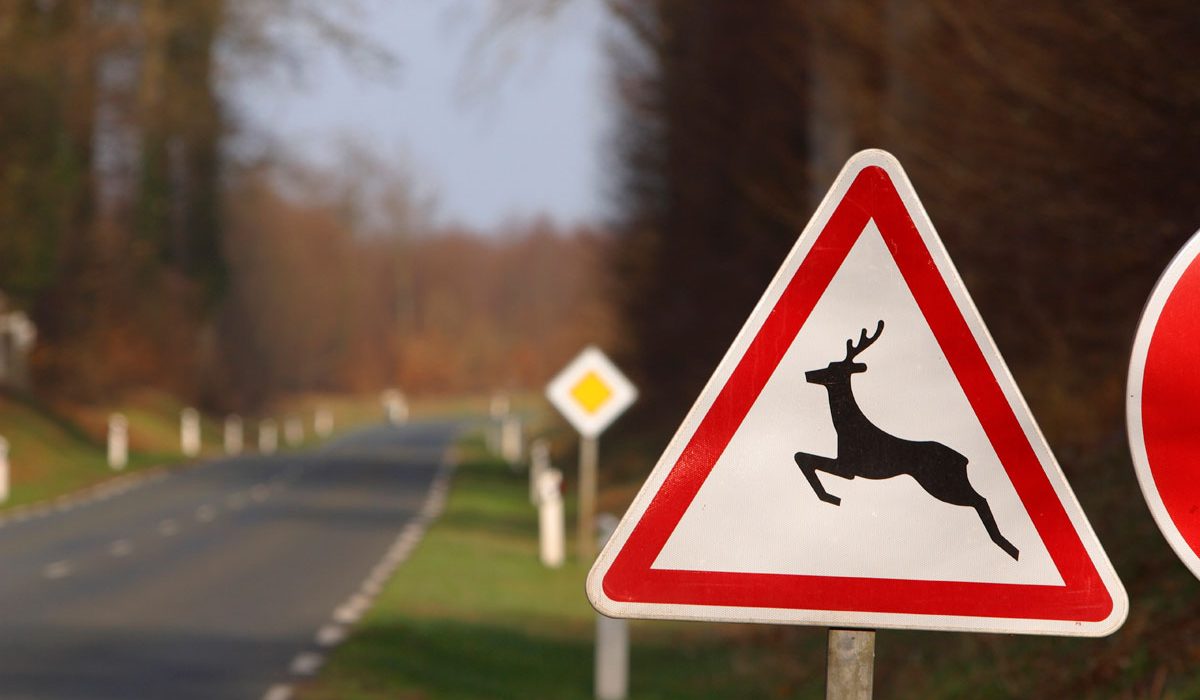 Warnschild vor freilaufendem Wild mit Straße im Hintergrund
